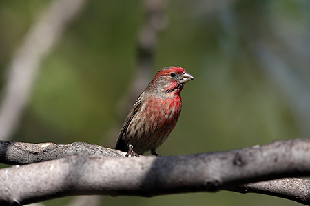 Whittier Narrows Nature Center: House finch (Haemorhous mexicanus)